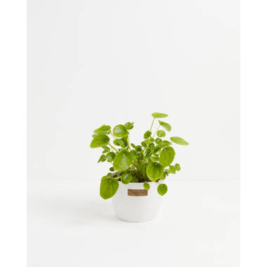 Himalaya pilea depressa 2025 ikea